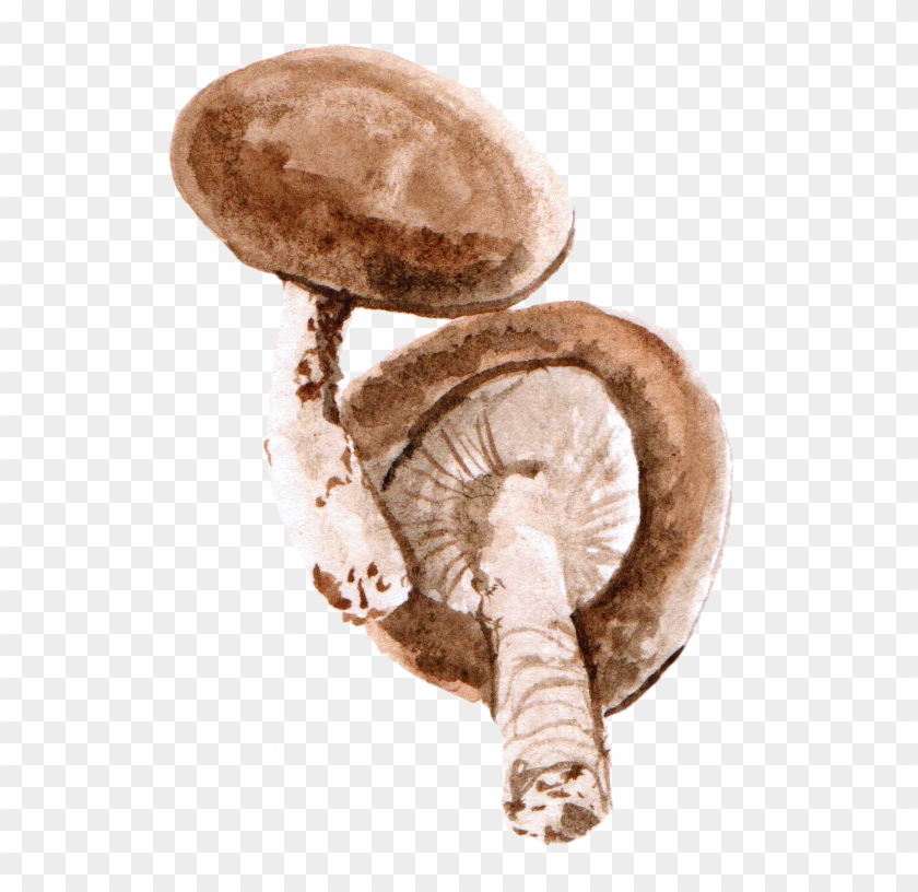 File - 香菇mushroom - Shiitake Watercolour Clipart #485623
