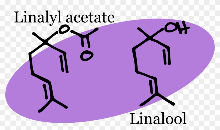 Minor Volatile Components That Contribute To The Scent - Chemical Structure Of Lavender Oil Clipart #485702