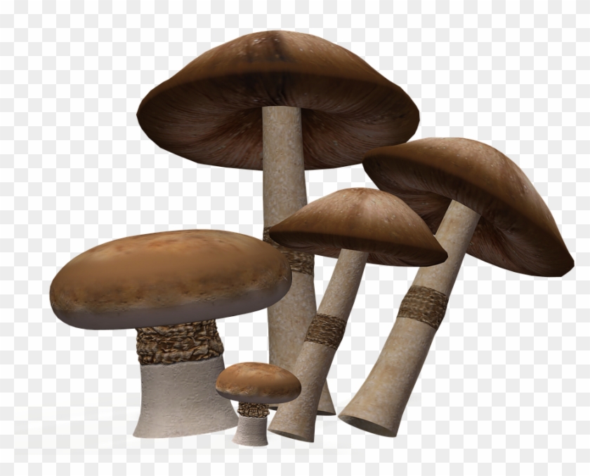 Mushroom Png Image Background - Shiitake Clipart #485793