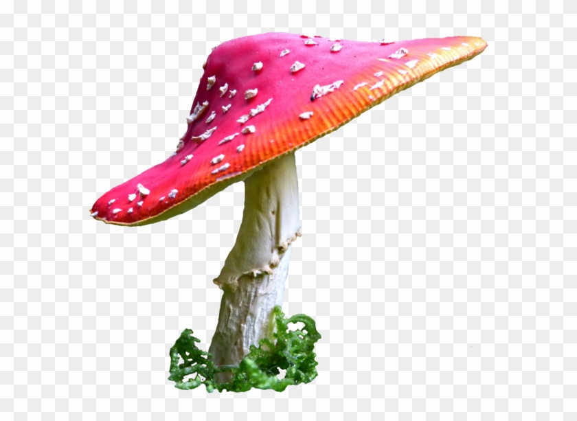 Alice In Wonderland Mushroom Png Clip Art Royalty Free - Alice Mushrooms Png Transparent Png #485903