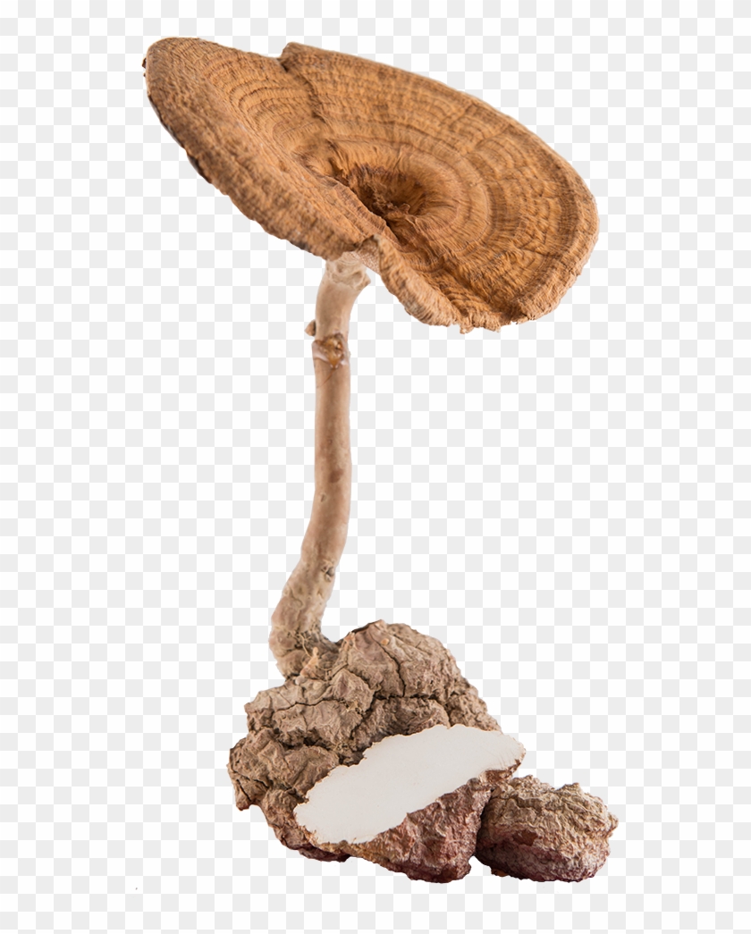 Traditonal Use Of Tmm - Tiger Milk Mushroom Clipart #486467