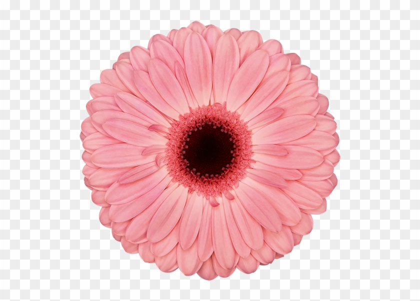 Blush - Barberton Daisy Clipart