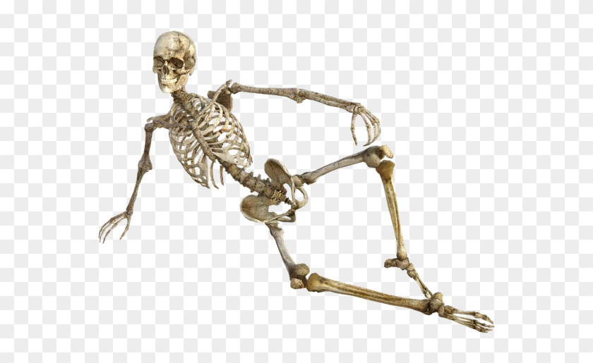 Skeleton, Bones, Anatomy, Human, Medical, Body - Skeleton Funny Png Clipart