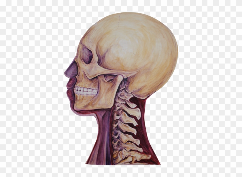 03 Heads Bone - Skull Clipart #488505