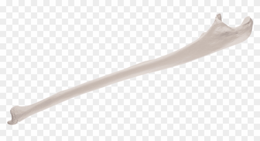 Free Png Download Replica Human Ulna Bone Png Images - Human Ulna Bone Clipart #488779