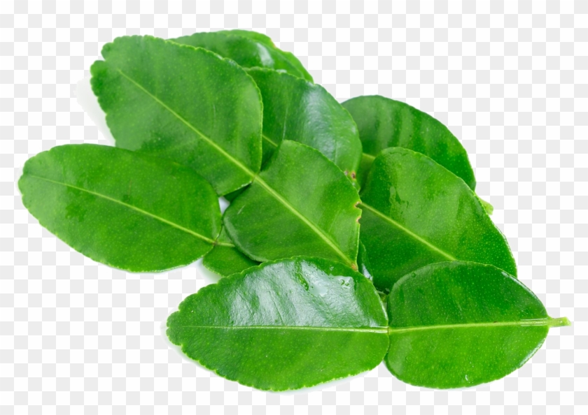 Kaffir Lime Leaves Png Background Image - Kaffir Lime Leaves Clipart #489352