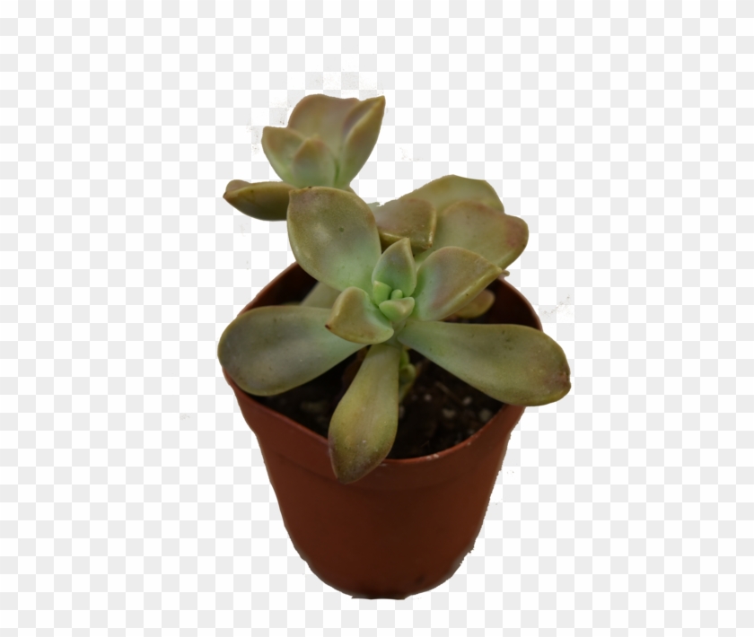 Mini Succulent - Flowerpot Clipart