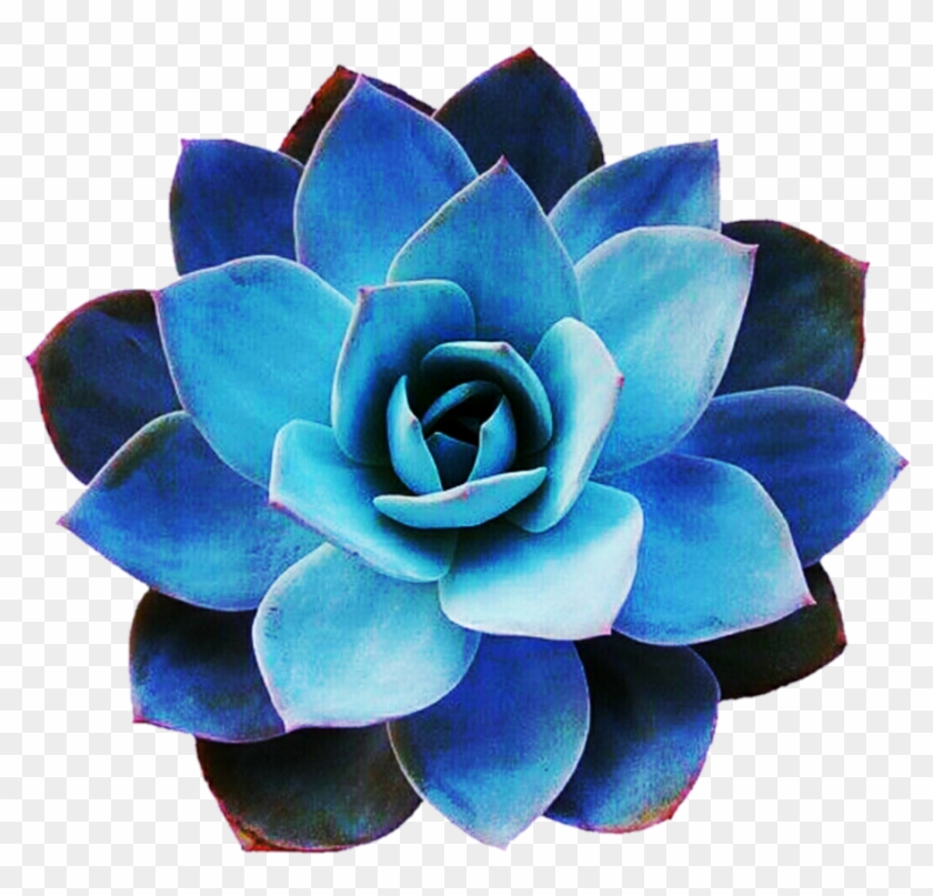Succulent Png - Succulent Echeveria Blue Star Clipart #489835
