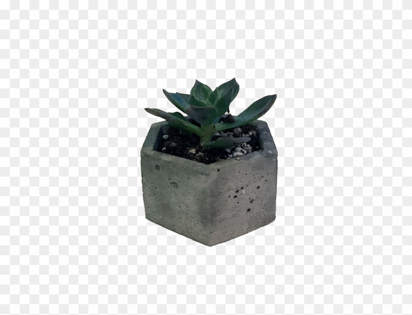 Succulent Large - Niche Plant Png Clipart #489922