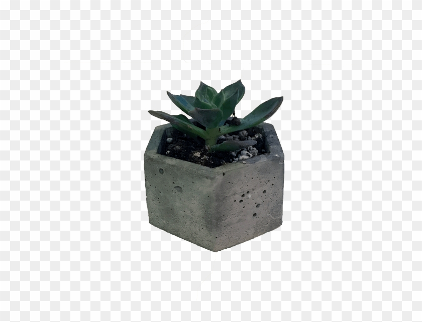 Succulent Large - Niche Plant Png Clipart