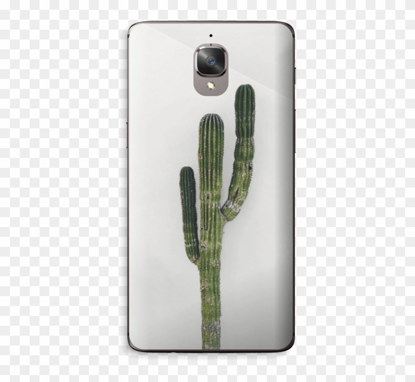 Mexican Cactus Skin Oneplus - San Pedro Cactus Clipart #4800104