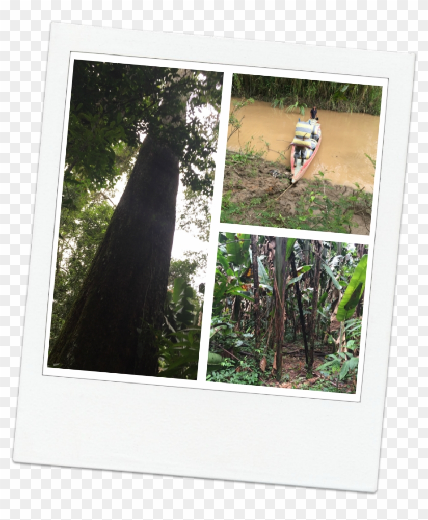 Picture Frame , Png Download - Window Clipart #4800477