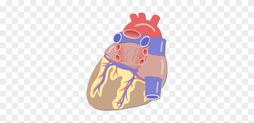 Drawn Tongue Unlabelled - Major Blood Vessels In Heart Clipart #4801595