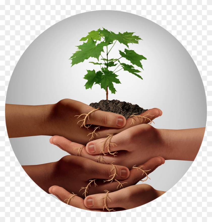 Trees Sa Joins Forces With Food And Trees For Africa - Embracing Growth Mindset Clipart #4801903