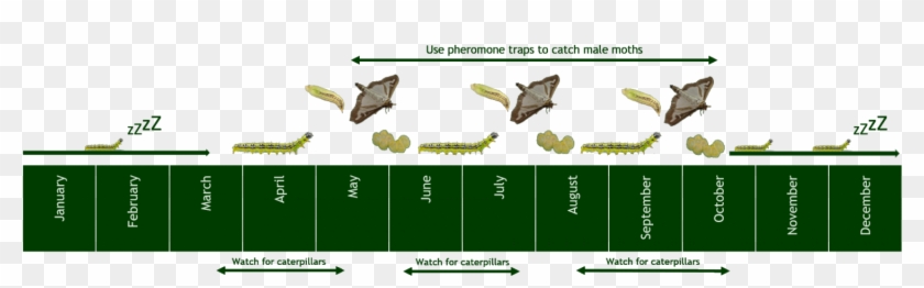Caterpillar In Africa Png Clipart #4802229