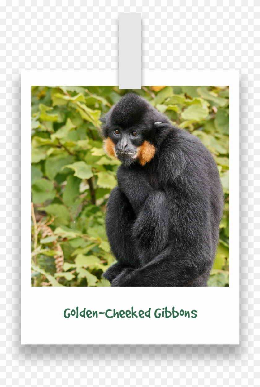 Groups - Spider Monkey Clipart #4803067