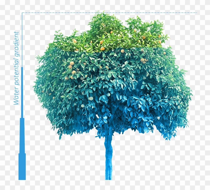 Practice Regulated Deficit Irrigation - Maple Clipart #4803319