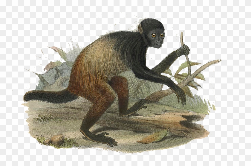 Primate Watching - Spider Monkey Clipart