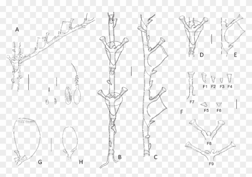 Halopteris Sibogae - Line Art Clipart #4804292