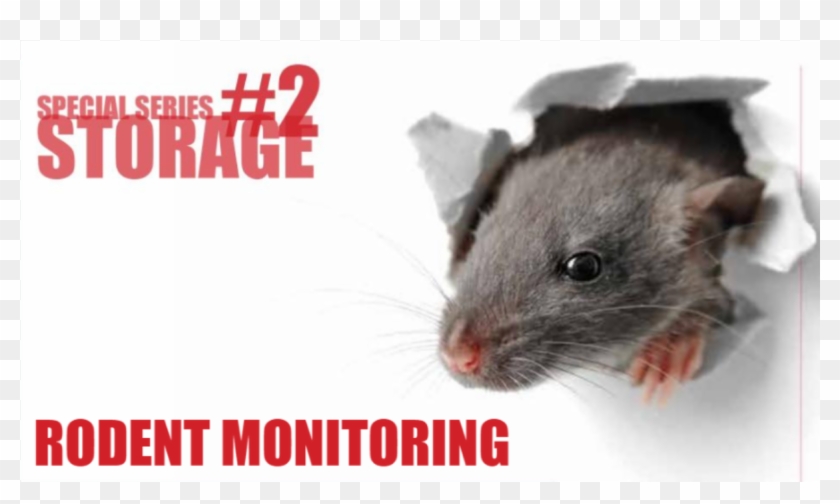 Remote Rodent Monitoring Can Improve The Entire Pest - Raptor Clipart #4804388