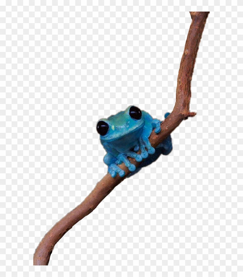 Scfrogs Frogs Frog Blue Bluefrog Froggy Cutefrog - Elephant Clipart #4805835