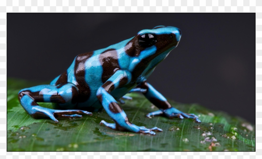 We Use Environmentally Safe Methods And Non-toxic Inks - Frog Amphibians Clipart