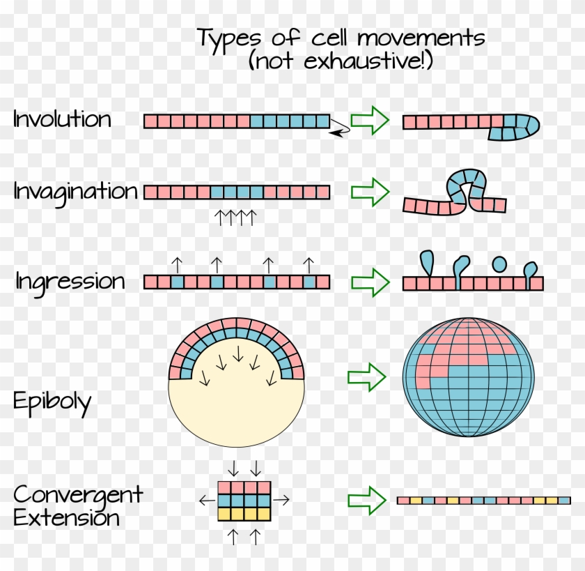 Cellmovements - Circle Clipart #4806387