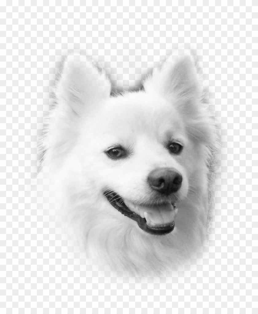 Flying Dog Graphics - American Eskimo Dog Clipart
