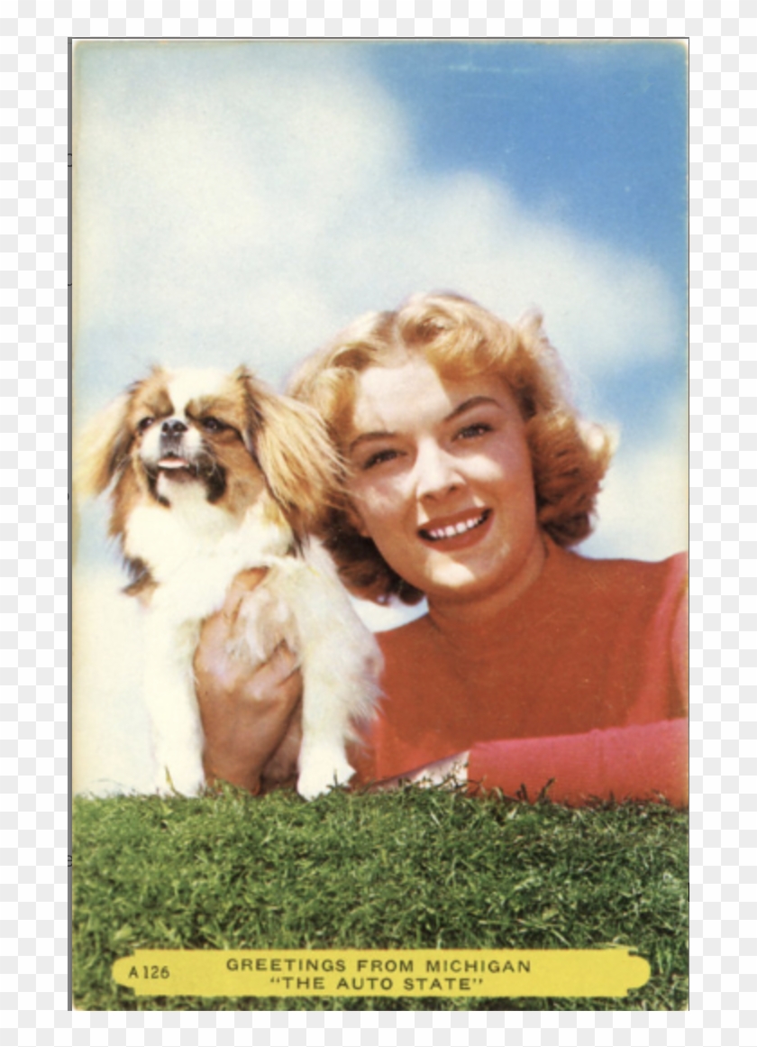 Japanese Chin Dog & Pretty Girl Michigan Auto State - Cavalier King Charles Spaniel Clipart #4807349