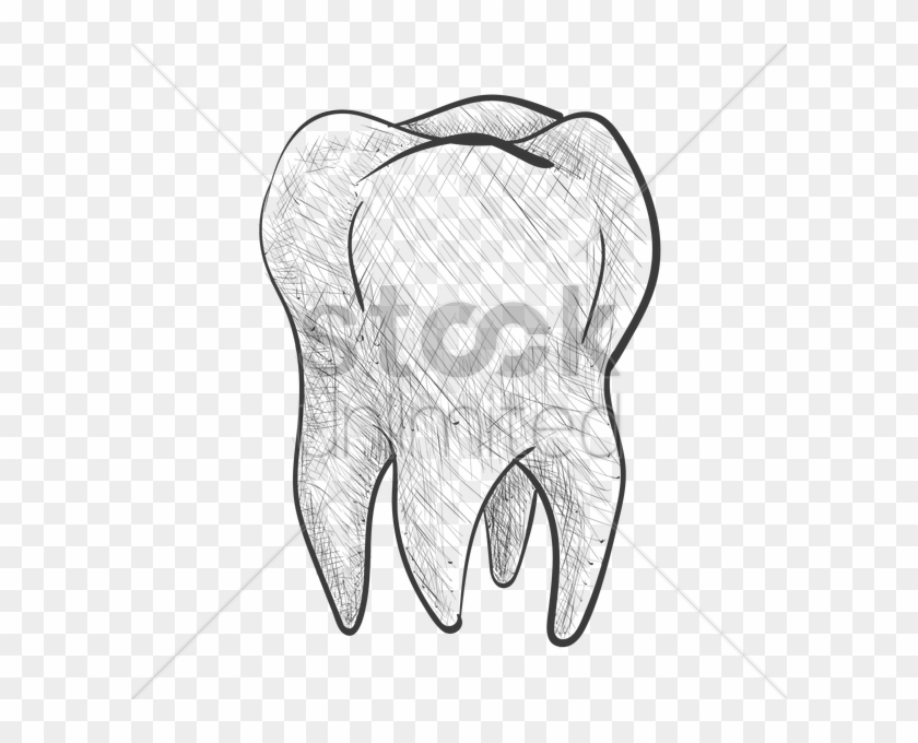 Tooth Vector Image - Sketch Clipart