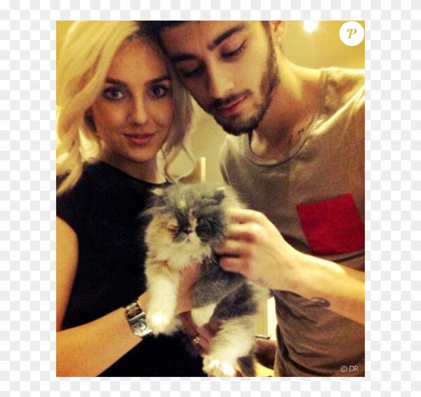 Prada, Le Chat De Perrie Edwards Et Zayn Malik Est - Zayn Malik And Perrie Edwards Cat Clipart