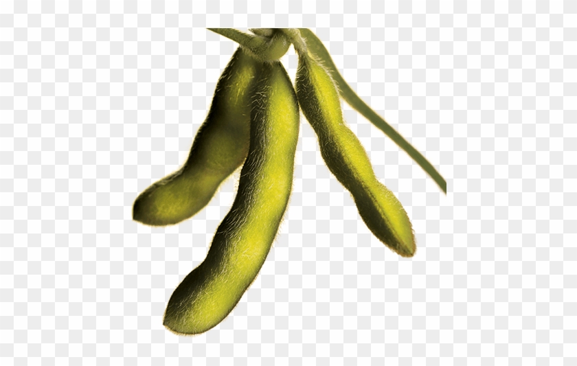 Bean Plant Png Clipart