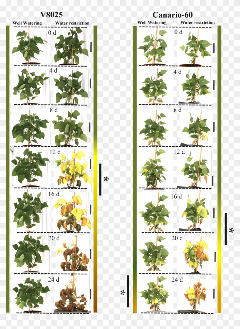 Phenotyping Bean Plant - Houseplant Clipart