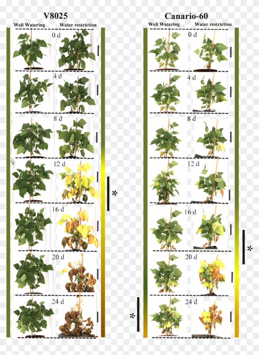 Phenotyping Bean Plant - Houseplant Clipart #4809924
