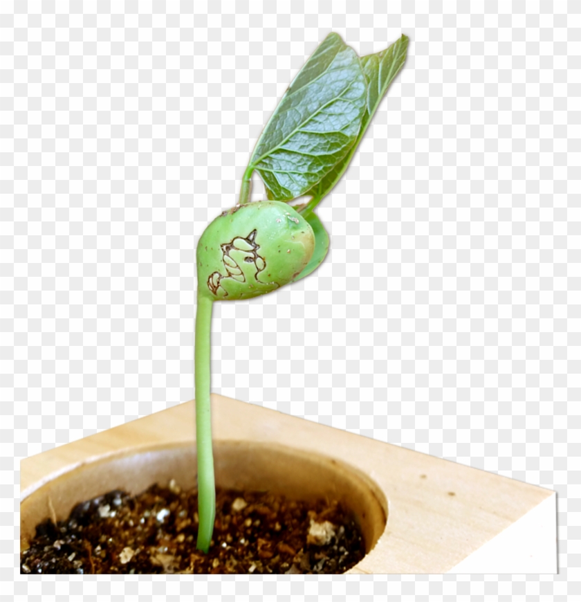 Unicorn Seed To Grow & Personalised Ecocube - Einhornbohne Clipart