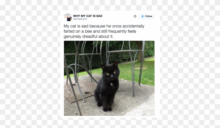 Sad Cat - Black Cat Clipart #4810382