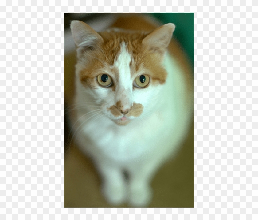 Donate To Petrescue - Domestic Short-haired Cat Clipart