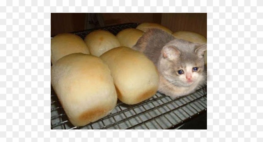 Я Кот А Не Хлеб Clipart