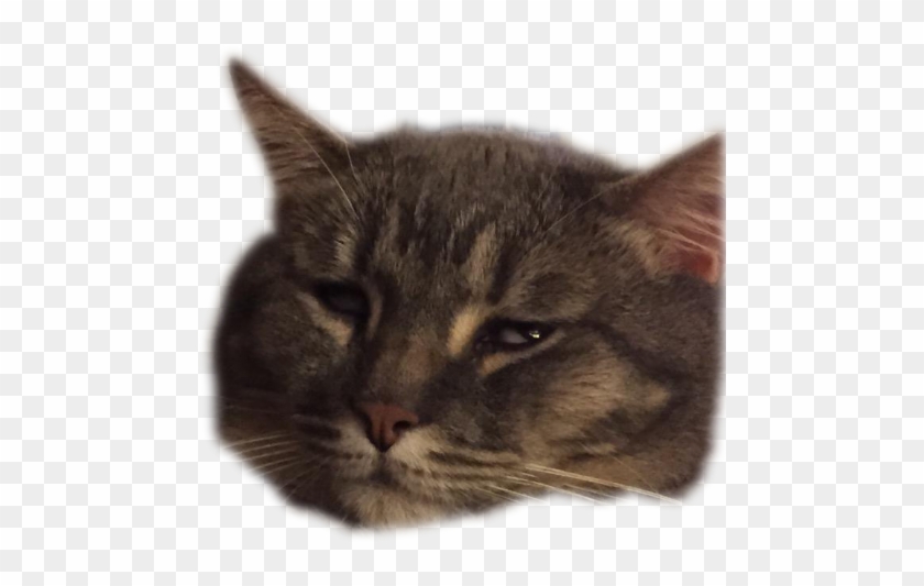 Lol He Was A Sweet Cat - Domestic Short-haired Cat Clipart