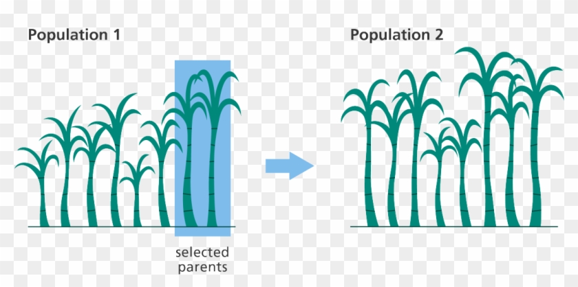 A Graphic Depicting The Process Of Selectively Breeding - Does Selective Breeding Work Clipart