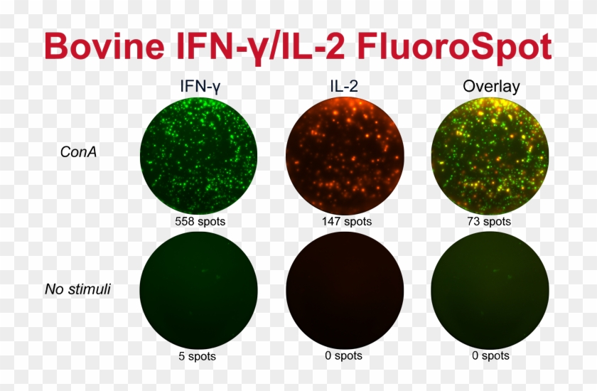 Bovine Ifn Γ/il 2 Fluorospot Kit - Circle Clipart
