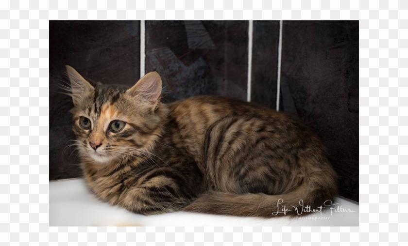 Photo Of Ak2361 Nutmeg - Dragon Li Clipart #4812483