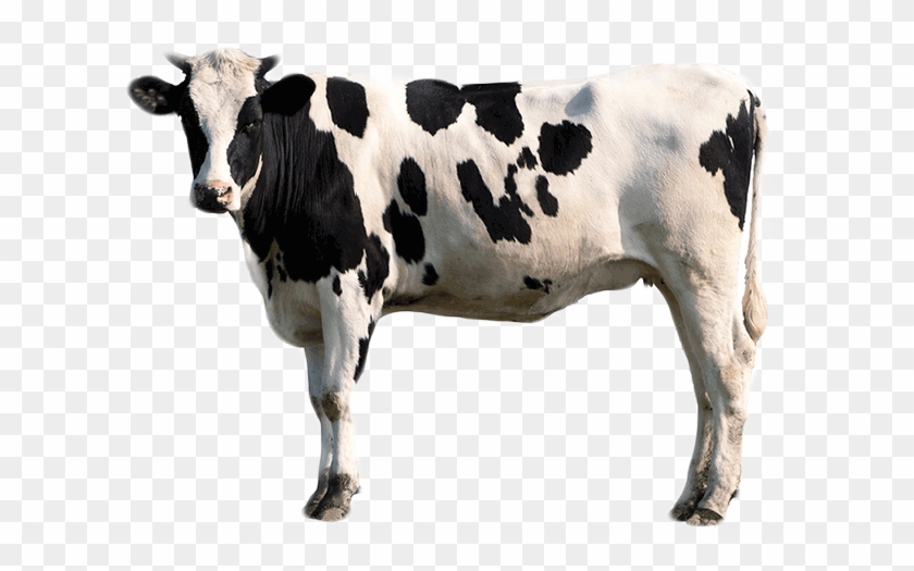 Pigment Treatments Bcmc - Cow From Chick Fil Clipart