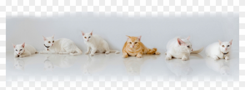 “play With Rescue Cats, Get To Know The Big Names Of - Devon Rex Clipart