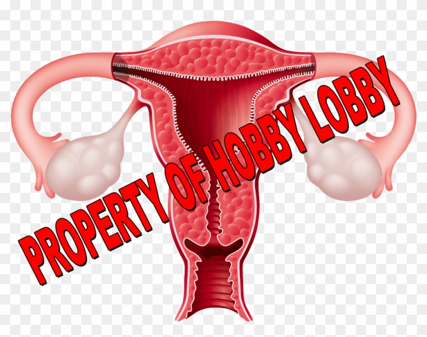 Uterus Property Of Hobby Lobby - Uterus Clipart