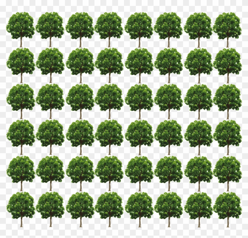 Número De Árboles Talados En La Ciudad De México - Thuya Clipart