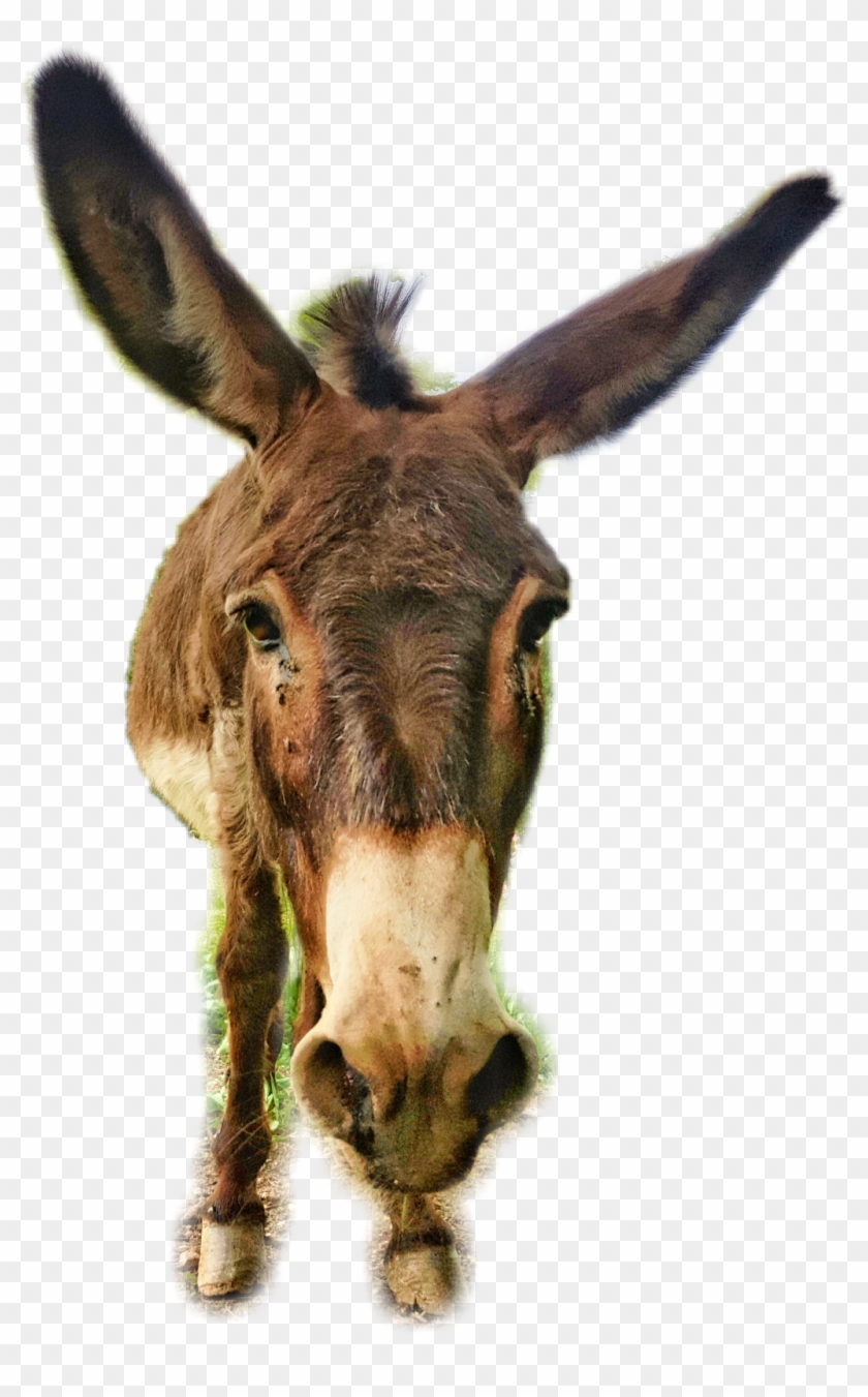 Donkey Sticker Clipart #4822425