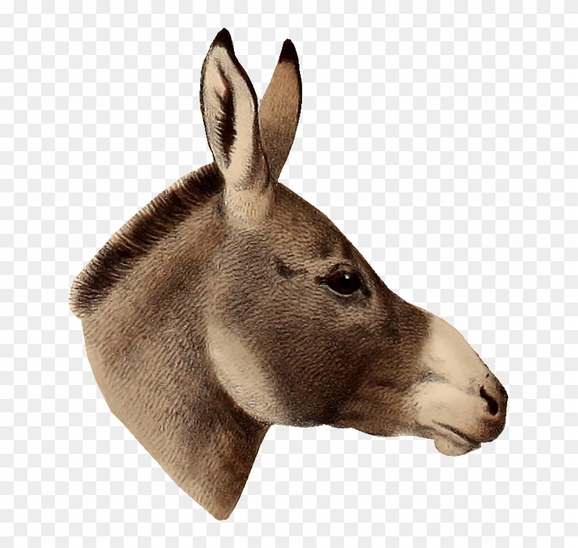 Fact Vs Fiction By Michelle Cho Infographic - Donkey Head Png Transparent Clipart #4822910
