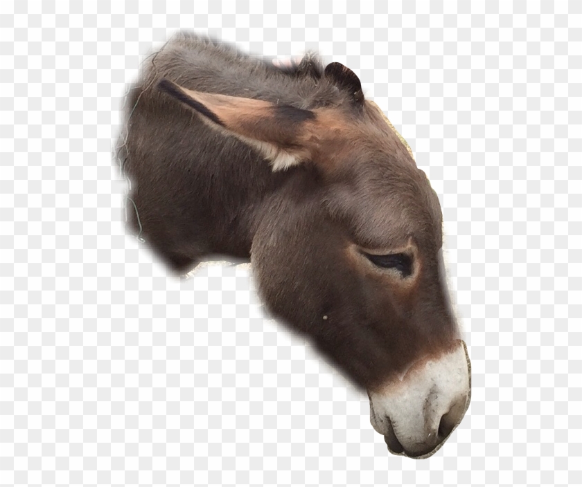 Burro Clipart