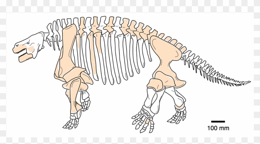 Dusty Sheds New Light - Herbivore Dinosaur Line Drawing Clipart #4823710